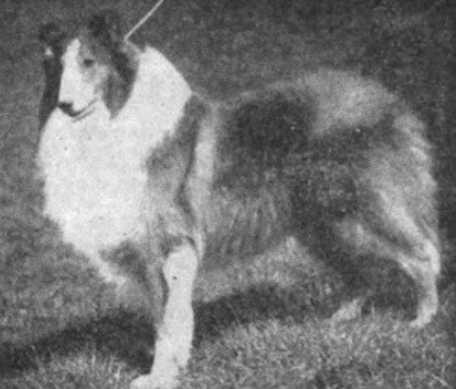 Laund Limit (1912) AKC 217234 | Rough Collie 