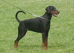 Ataya v. Altamira | Black Doberman Pinscher