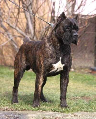 Youngblood Custodi Nos | Cane Corso 