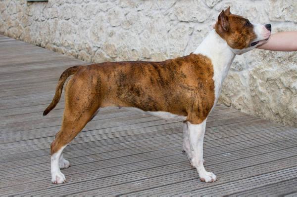 Hot wild panther du Temple de Gaia | American Staffordshire Terrier 