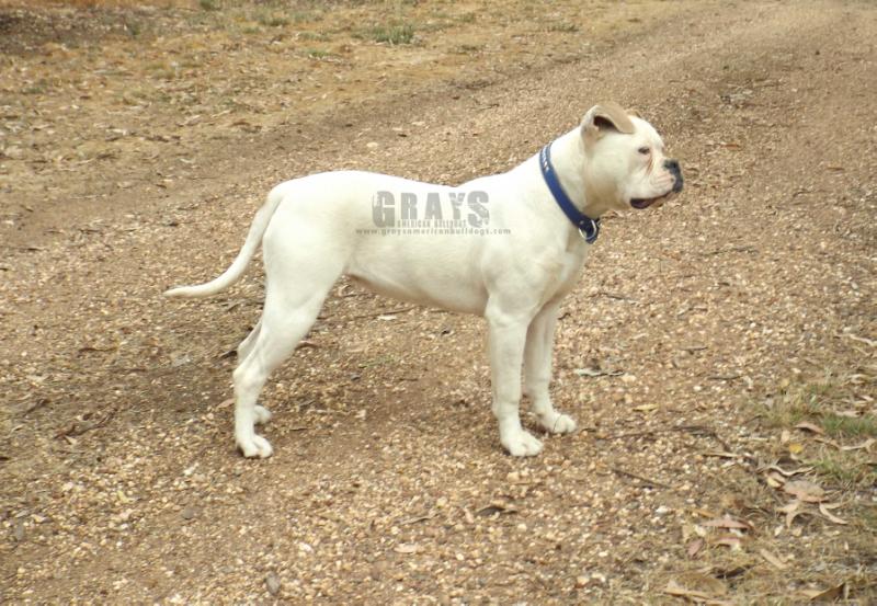 Gray's Sheeza Rebull | American Bulldog 