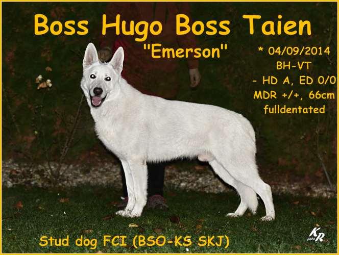 Boss Hugo Boss Taien | White Swiss Shepherd Dog 