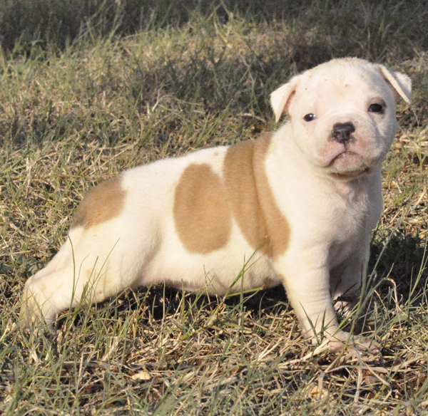 ODC Susy | American Bulldog 