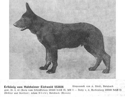 Erlkönig vom Holzheimer Eichwald | German Shepherd Dog 