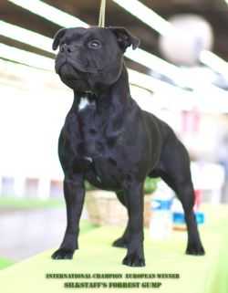 Silkstaff's Forres | Staffordshire Bull Terrier 