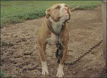 Bailey's Cherry | American Pit Bull Terrier 