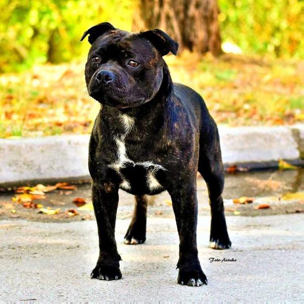 Diamonds of Blanch Special Delivery SantFost | Staffordshire Bull Terrier 