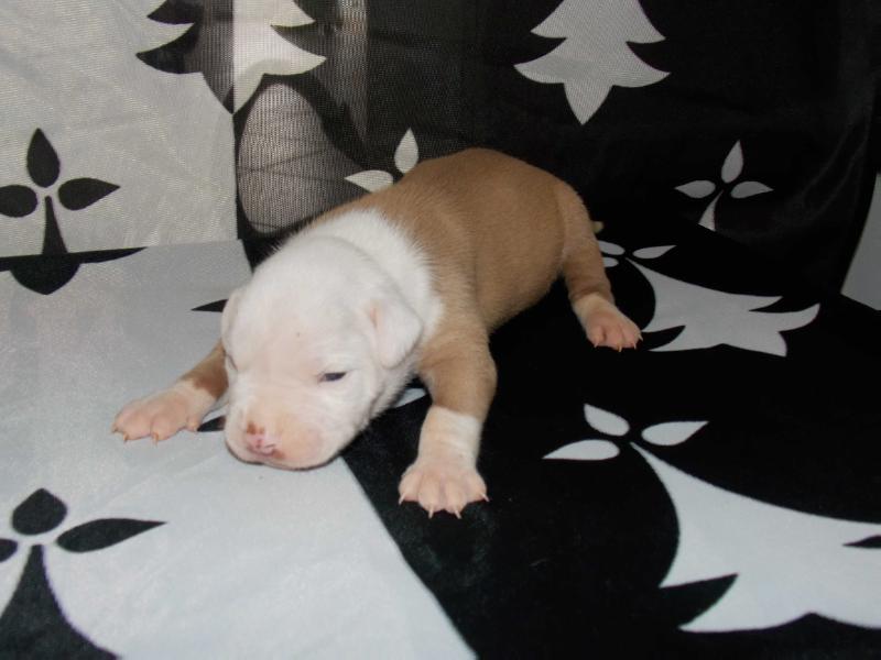 Monarch ar Galon Aelez | American Bulldog 