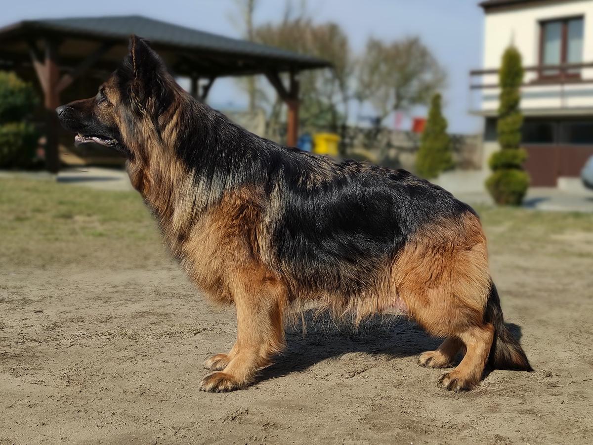 JALA z Debowej Doliny | German Shepherd Dog 