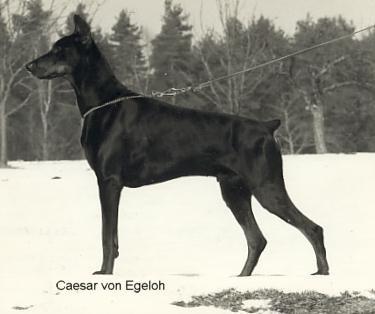 Cäsar v. Egeloh | Black Doberman Pinscher