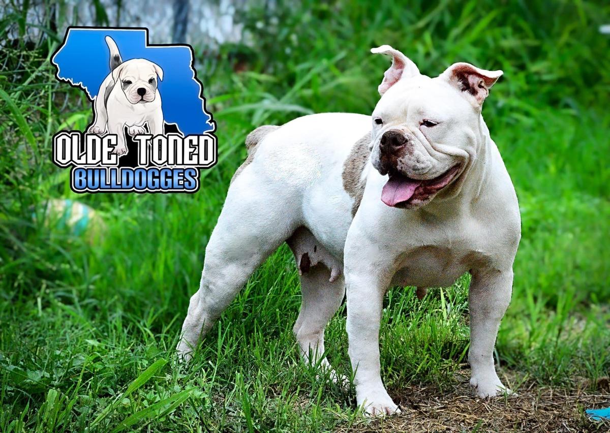 Strongside Bulldog’s “Nova” | Olde English Bulldogge 