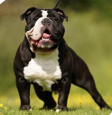 Variety Bulls Bear | Olde English Bulldogge 