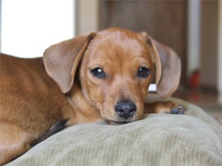 Kazandi Achilles | Dachshund 