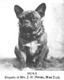 Moka | French Bulldog 