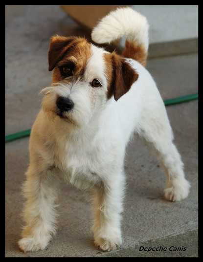 ZZ TOP-ZAGROS Thidalium | Jack Russell Terrier 