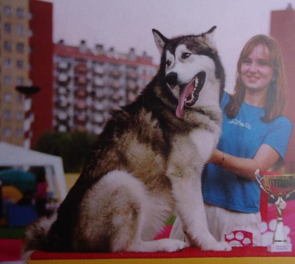 Wind's Fury YAKIMO OF STORM KLOUD | Alaskan Malamute 