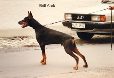 Brill Arek | Black Doberman Pinscher