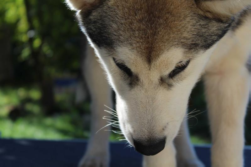 Alpha Centauri Alcyone Star's Fire | Alaskan Malamute 