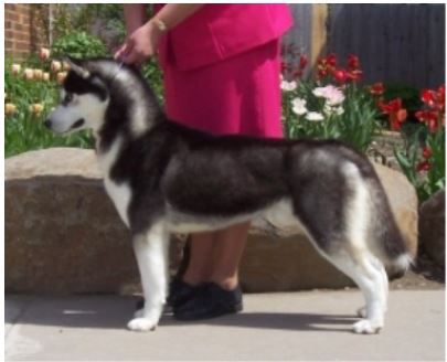 Ziemabora's I Cost 'Em A Carat | Siberian Husky 