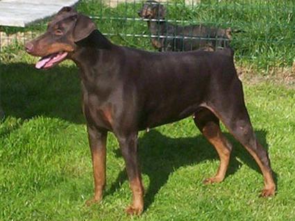 Eria Pro Tsarine Thelma | Brown Doberman Pinscher