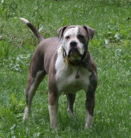 Red Oaks Bonnie | American Bulldog 