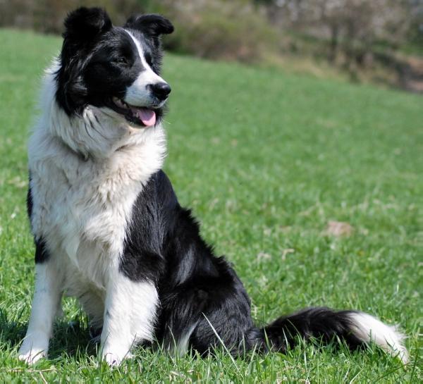 Kia ora my princess z cernobilych | Border Collie 