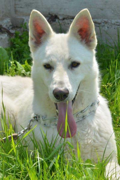 RAUL | White Swiss Shepherd Dog 