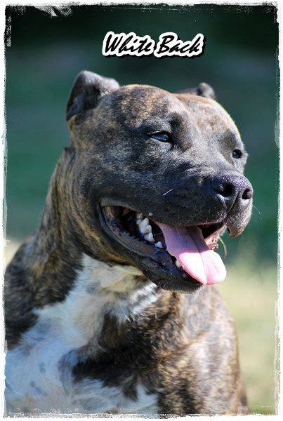 Rixendis Tribale Bea Luna | American Staffordshire Terrier 