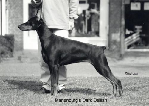 Marienburg's Dark Delilah | Black Doberman Pinscher