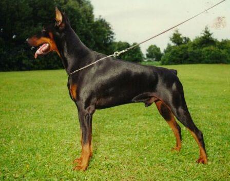 Hiram Hawk v. Franckenhorst | Black Doberman Pinscher