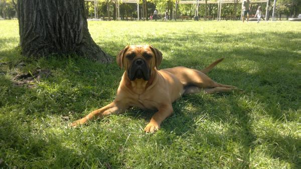 Zafra del MCD | Bullmastiff 