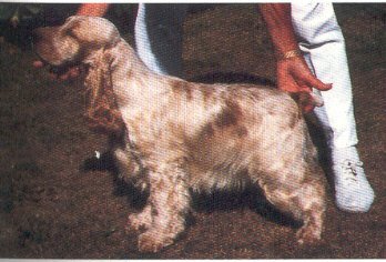 Lochdene Celebrity Girl | English Cocker Spaniel 