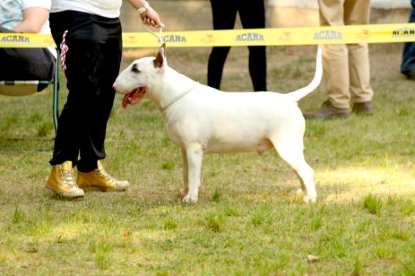 Speaking Eyes Enterprise | Bull Terrier 