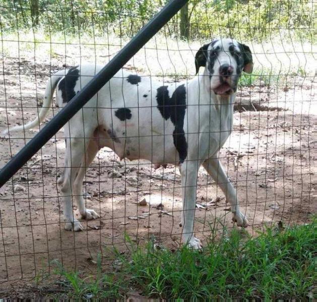 Dixon's Lick Me Lollipop | Great Dane 