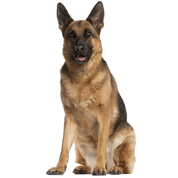 Dutch Shepherd