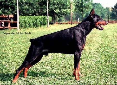 Viper dei Nobili Nati | Black Doberman Pinscher