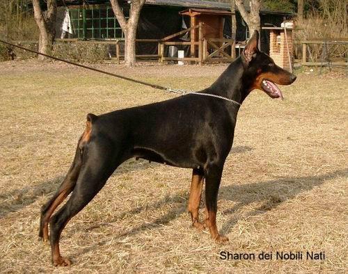 Sharon dei Nobili Nati | Black Doberman Pinscher