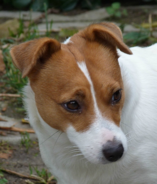 Lantaka Penny | Jack Russell Terrier 