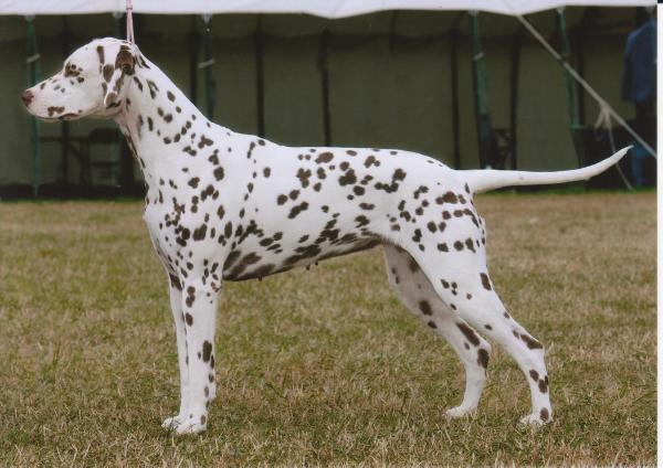 Fiacre's First and Foremost | Dalmatian 