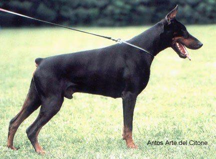 Antos Arte del Citone | Black Doberman Pinscher