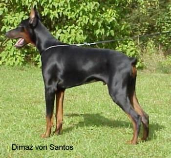 Dimaz v. Santos | Black Doberman Pinscher