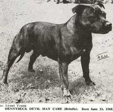 Dennybeck Devil May Care | Staffordshire Bull Terrier 