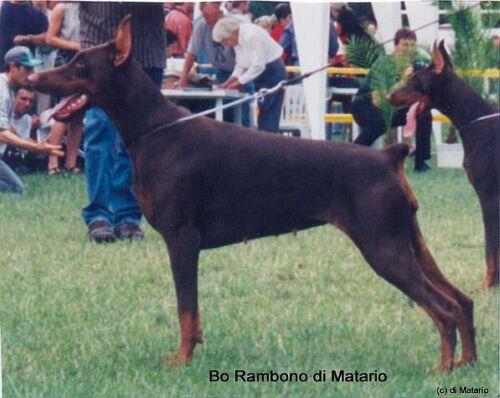 Bo Rambono di Matario | Brown Doberman Pinscher