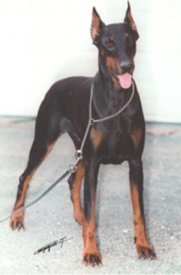 Iris Dobry du Bois de Liers | Black Doberman Pinscher