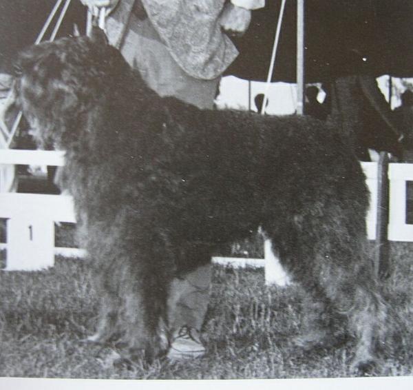 Sigurd de la Thudinie | Bouvier des Flandres 