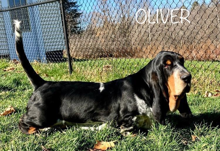 Aladar Von Goldener Fluss (Sir Oliver Cromwell | Basset Hound 