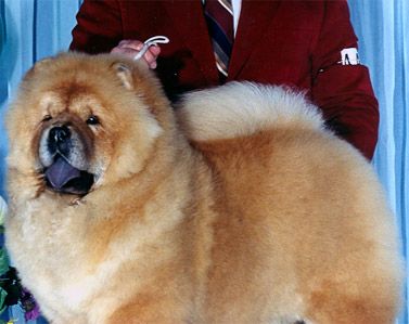 Mi-Paos Lady In Red | Chow Chow 