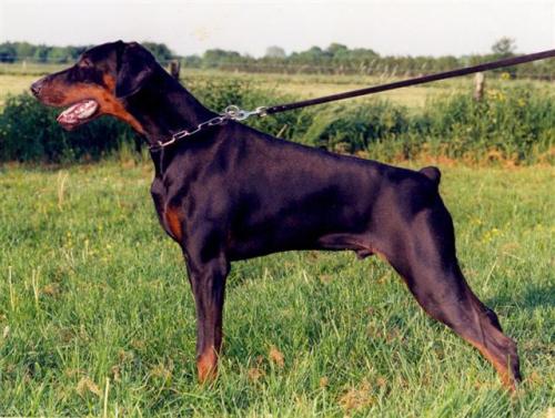 Scarrabas v.h. Wantij | Black Doberman Pinscher