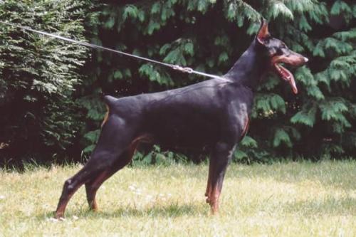 Sheerka v.h. Wantij | Black Doberman Pinscher