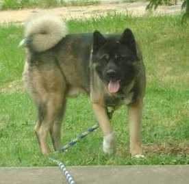 Addison's Dee Bo The Great | Akita 